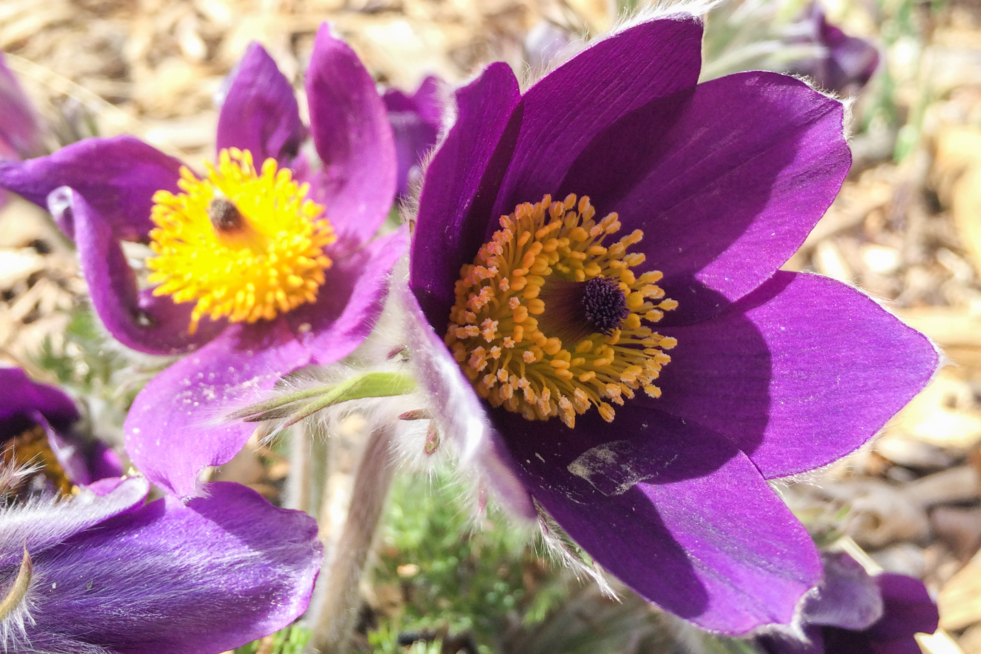 European Pasque Flower